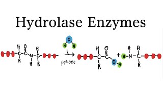 What are Hydrolase Enzymes  MCAT Biochemistry [upl. by Ausoj]