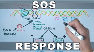 SOS Response and DNA Repair [upl. by Green]