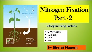 nitrogen Fixing bacteria Biological nitrogen fixation [upl. by Shiller821]