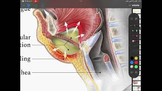 Odontogenic infections4th stagepart3 [upl. by Aivek]