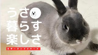 ネザーランドのラルフくん🐰ラルフくんの可愛いをいっぱい集めてみたパート📱 [upl. by Notsniw484]