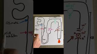 Diuretics in under 2 mins [upl. by Drusie]