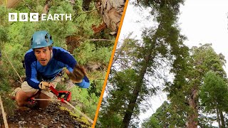 EXTREME Climb of 250Foot Sequoia Tree  Lonely Planet’s Year of Adventures  BBC Earth Explore [upl. by Eiggep728]