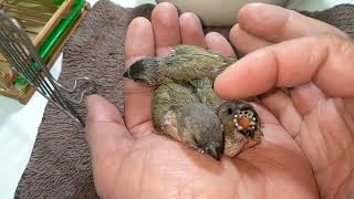 Hand Feeding Green Back Gouldian Finch and Star Finch Baby 20230122 [upl. by Hussey137]