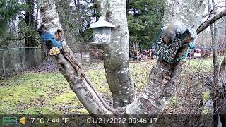 Stellers Jays Grey Squirrels and other backyard guests part 1 some audio [upl. by Melantha]