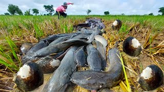 Top fishing skill catch a lot of fish by hand at field Catch fish a lot [upl. by Ddet]