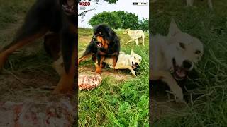 Monster Tibetan Mastiff dog vs Pack of Wolfs shorts viralshort ytshorts [upl. by Jadda]