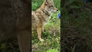 Pet Coyote gets belly rubs and treats [upl. by Yengac]