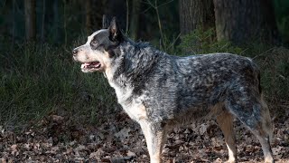 Getting to Know the Australian Cattle Dog A Photographic Journey [upl. by Imogene990]