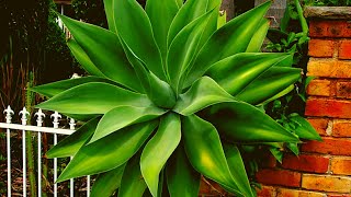 How to Grow and Care Agave Plant [upl. by Aihpled]