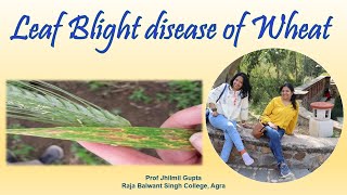 Leaf blight disease of wheat  Prof Jhilmil Gupta  प्रो झिलमिल गुप्ता [upl. by Tneciv350]