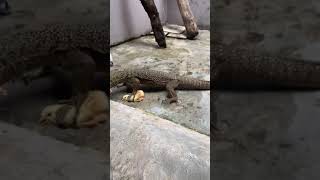 Feeding Varanus nebulosusvaranus nebu biawak [upl. by Biagio]