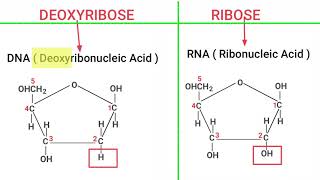 RIBOSE vs DEOXYRIBOSE Sugar [upl. by Netsirk]