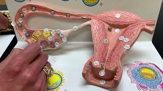 Stages of Fertilization Ovaries amp Fallopian Tubes Model [upl. by Amerigo337]