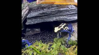 アイゾメヤドクガエル Dendrobates tinctorius Azureus  POISON DART FROG shorts shortsvideo shortsfeed [upl. by Ennovehc]