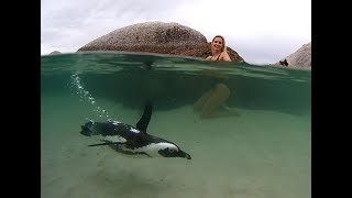 Swimming with Penguins at Boulders Beach [upl. by Repooc]