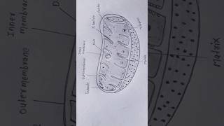 Magnified view of mitochondrial motility [upl. by Sitarski]