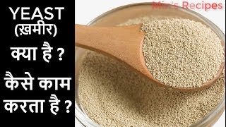 यीस्ट ख़मीर कैसे काम करता है What is yeast How Yeast Works Types of Yeast [upl. by Leiand]