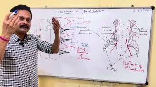 LIGAMENTUM DENTICULATUM [upl. by Anaitsirhc]