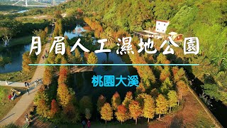 桃園落羽松景點《月眉人工濕地生態公園》︱Yuemei manmade wetland ecological park︱Daxi Dist Taoyuan Taiwan [upl. by Elroy]