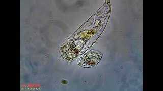 Rotifer Mating Behavior [upl. by Sirahs981]