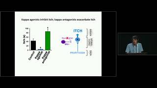 How the Spinal Cord Interprets and Modulates Itch [upl. by Rebme992]