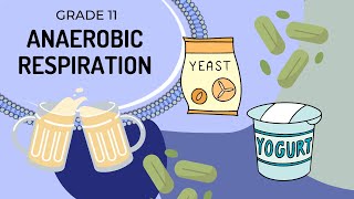 Anaerobic respiration [upl. by Menken]