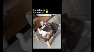 orang obesitas❌ kucing obesitas ✅ shorts cat kucing [upl. by Adamo]