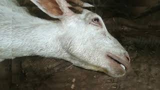 Enterotoxemia  ET  symptoms treatment and precautions goat farming  goat diseases Purnia [upl. by Ruhtracam]