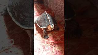 Indian roofed turtle 🐢 shorts turtle tortoise pets animals [upl. by Entruoc713]