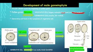 Development of male gametophyte in marathi 12 Maharashtra state Board [upl. by Krahmer966]