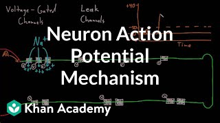 Neuron action potential mechanism  Nervous system physiology  NCLEXRN  Khan Academy [upl. by Llesirg479]