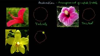 Parts of a flower  calyx and corolla  Morphology of flowering plants  Biology  Khan Academy [upl. by Deutsch764]