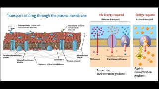 Pharmacokinetics [upl. by Pease]