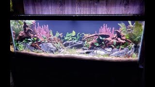 New plants  trimming in the 40 long and Tank maintenance on the 180 gallon [upl. by Kentigerma136]