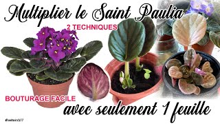 Saintpaulia  bouturer amp multiplier facilement avec 1 feuille Multiply african violets with1 leaf [upl. by Aneet5]