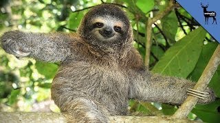 8 Reasons To Love Sloths Even More [upl. by Alonso531]