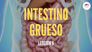 6 EL INTESTINO GRUESO ESTRUCTURA Y FUNCIÓN DEL SISTEMA DIGESTIVO [upl. by Innos662]