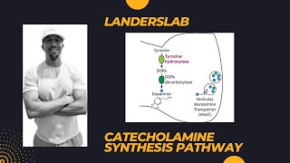 Catecholamine Synthesis [upl. by Ennahtebazile]