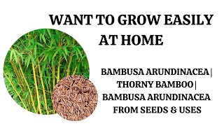 Want To Grow At Home Easily Thorny Bamboo Kulaymunkil  Bambusa Arundinacea From Seeds amp Uses [upl. by Trisha]