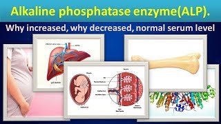 Alkaline phosphatase enzymeALP why increaseddecreasednormal range [upl. by Falcone438]