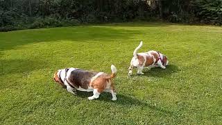 Late Summer Stroll for the Basset Hounds [upl. by Osswald503]