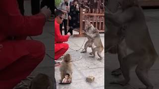 😲बंदर को पागल मत समझना 😲😲 monkey animals shorts [upl. by Deana802]