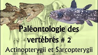 Paléontologie des vertébrés 2 Actinopterygii et Sarcopterygii [upl. by Donohue]