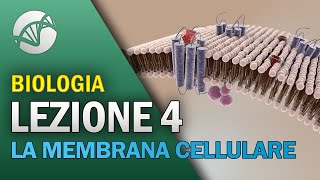 BIOLOGIA  Lezione 4  La Membrana Cellulare [upl. by Siocnarf]