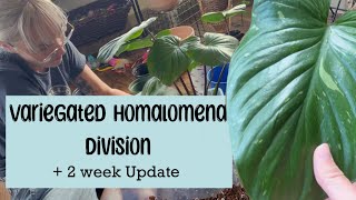 Variegated Homalomena Division  2 week update [upl. by Aldon783]