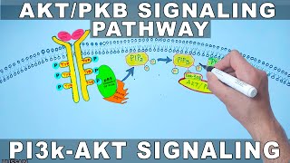 AKTPKB Signaling Pathway  PI3k Signaling [upl. by Alick597]