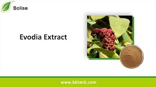 Bulk Buy Evodia Extract 98 Evodiamine Powder Price and Sales [upl. by Haney]