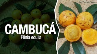 Conheça o Cambucá ou Jabuticaba Amarela Plinia edulis [upl. by Adon858]