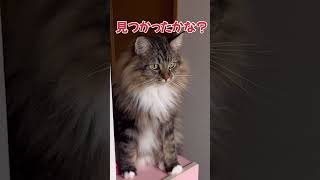 兄弟猫の所に行きたい時はこんなリアクションするラガマフィン猫ラガマフィン cat ragamuffin [upl. by Margarethe952]